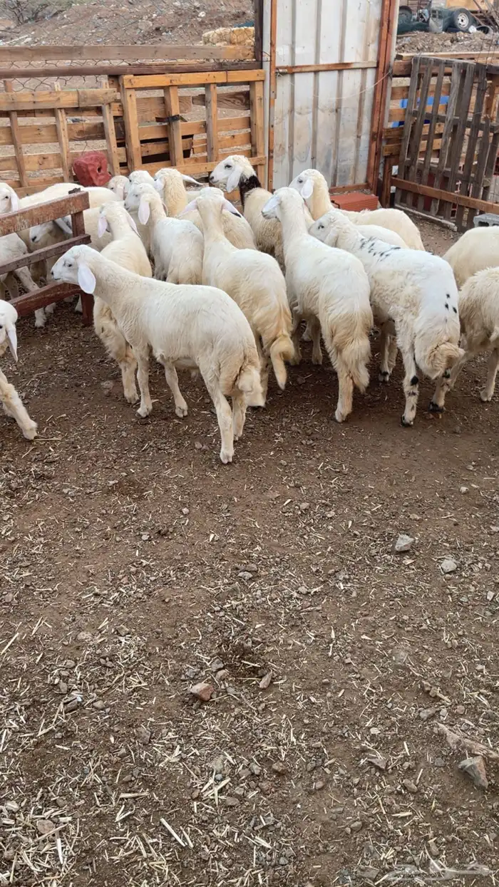 بهم تربية طليان ورخال نظيف ع الشرط 4