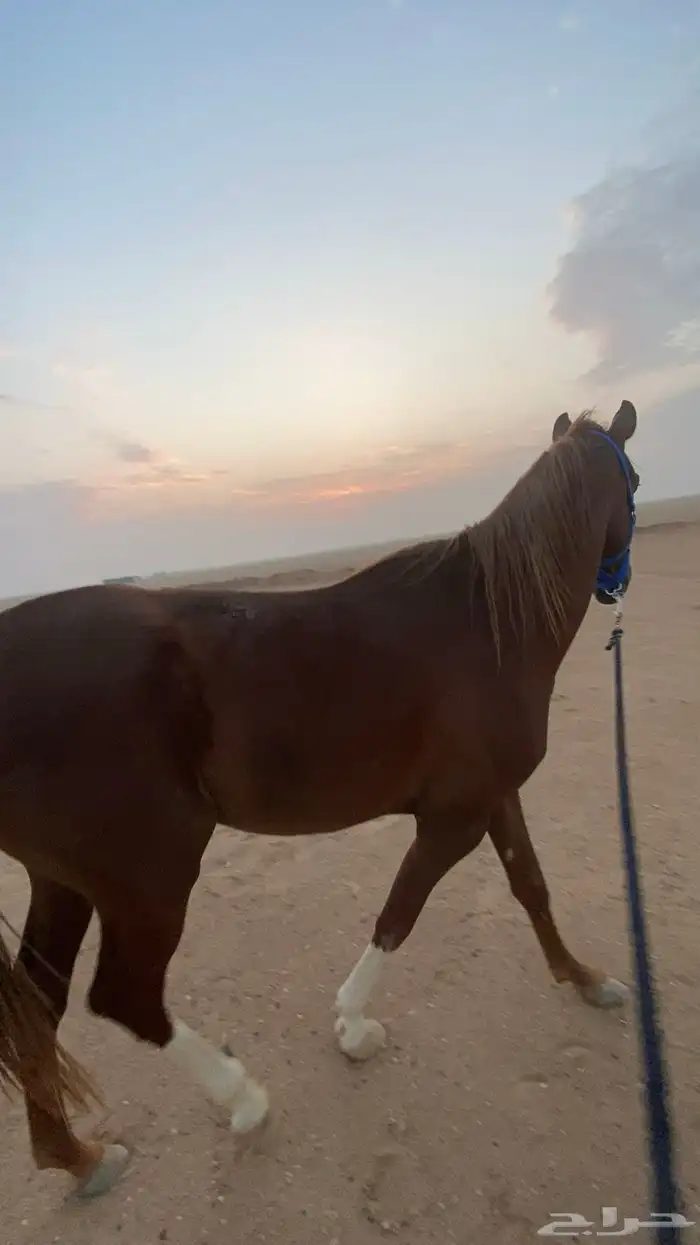 حصان جزيري للبيع 0