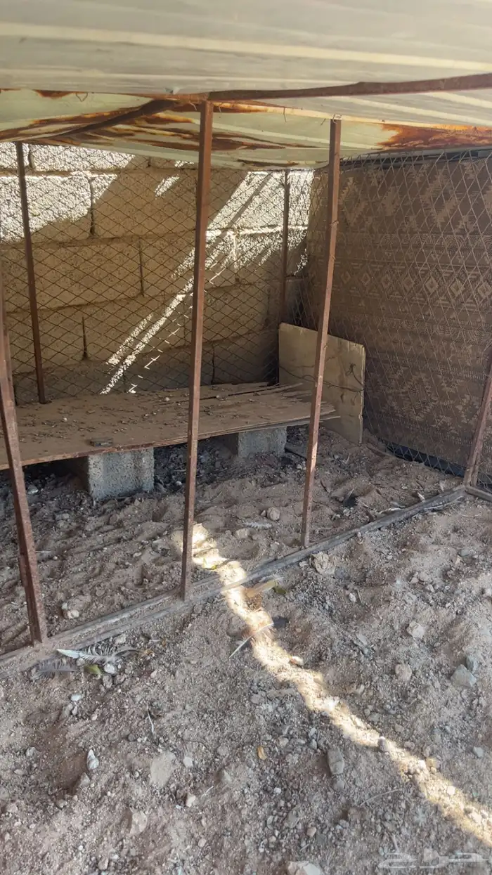 شبوك طيور للبيع 1