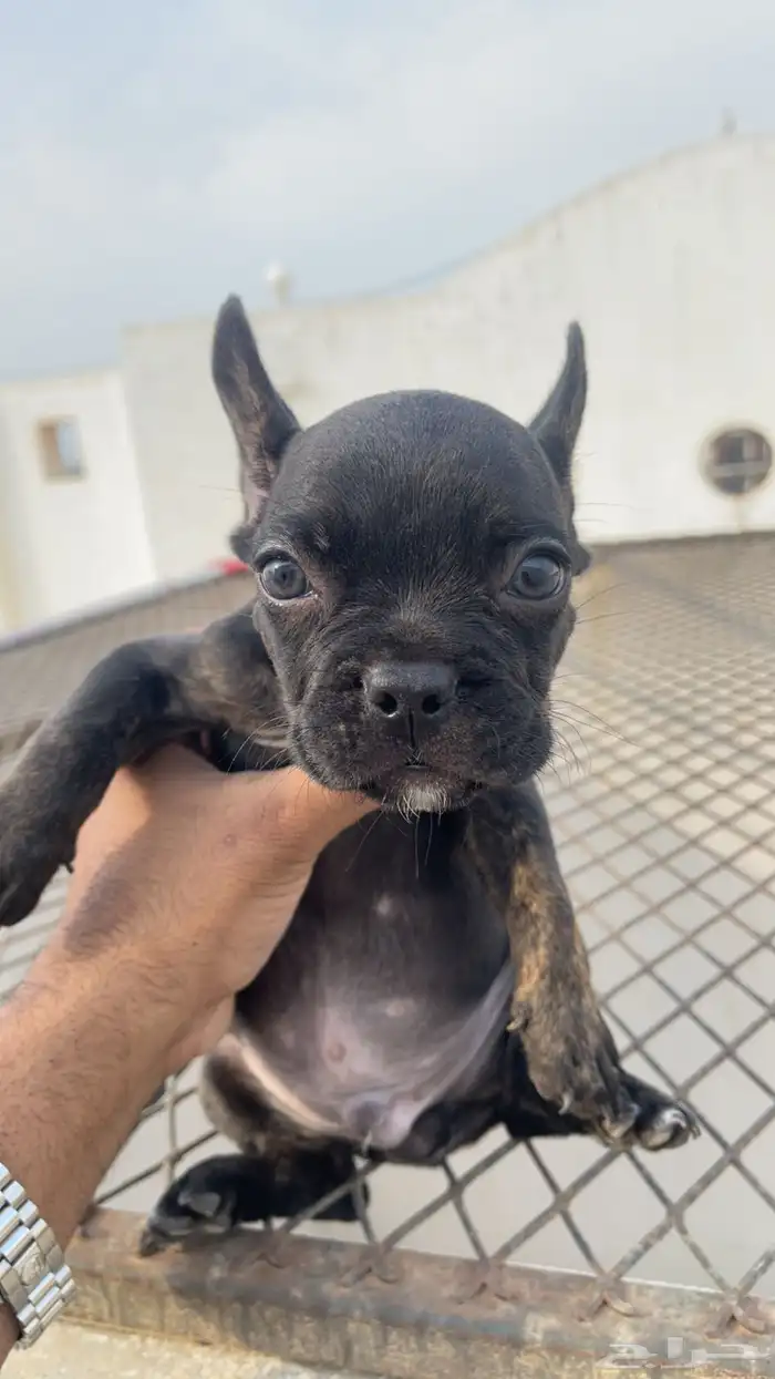 فرنش بول دوق بيور 45يوم 5