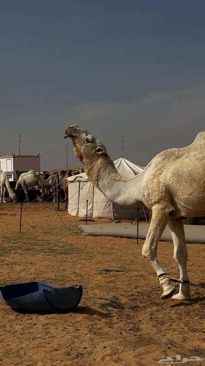 ضروبة شعلاء كفو ومنتج على الشرط 2