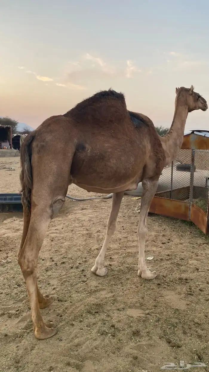 مدني مشروطه شرط 0