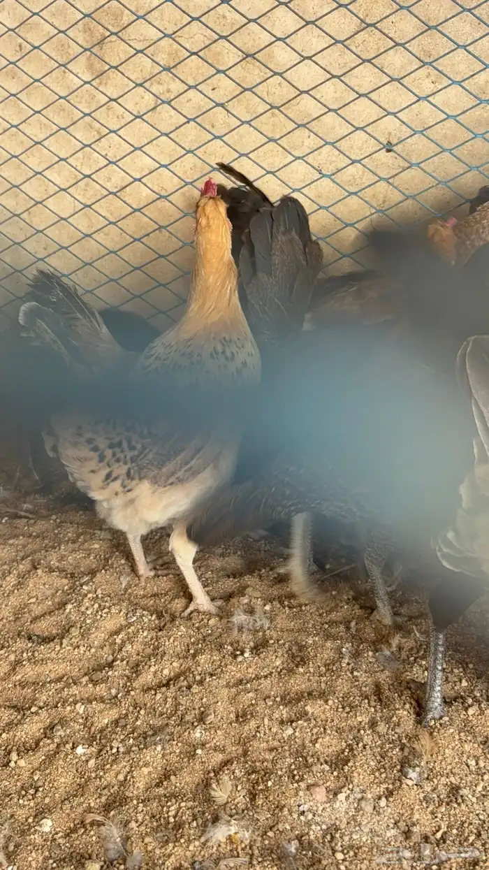 دجاج بياض بلدي اصيل 38