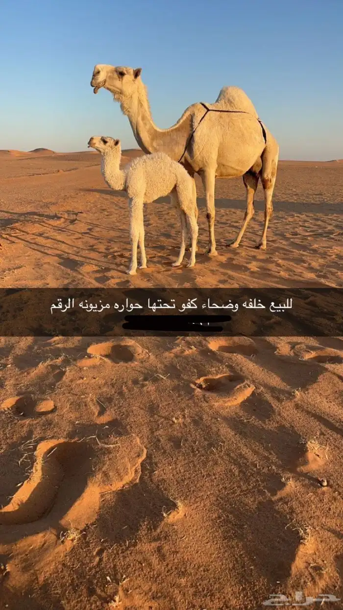 للبيع خلفات ابل الموقع غرب شقراء 1