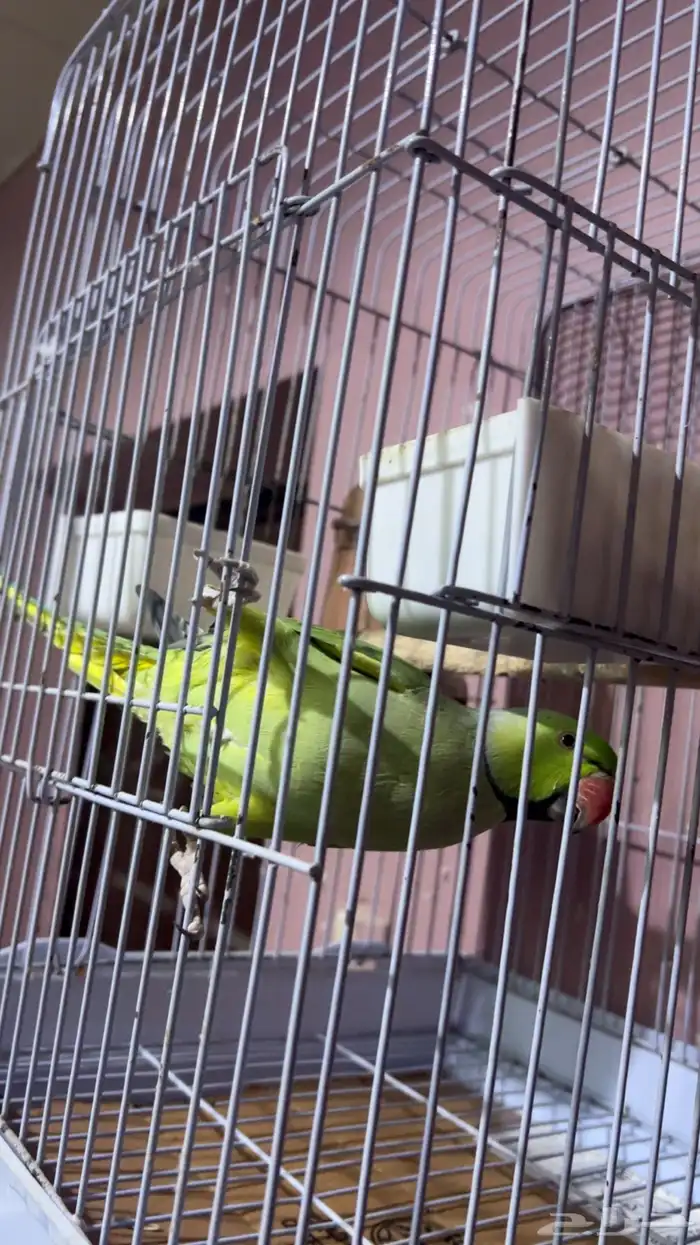 ببغاء دره ذكر 2