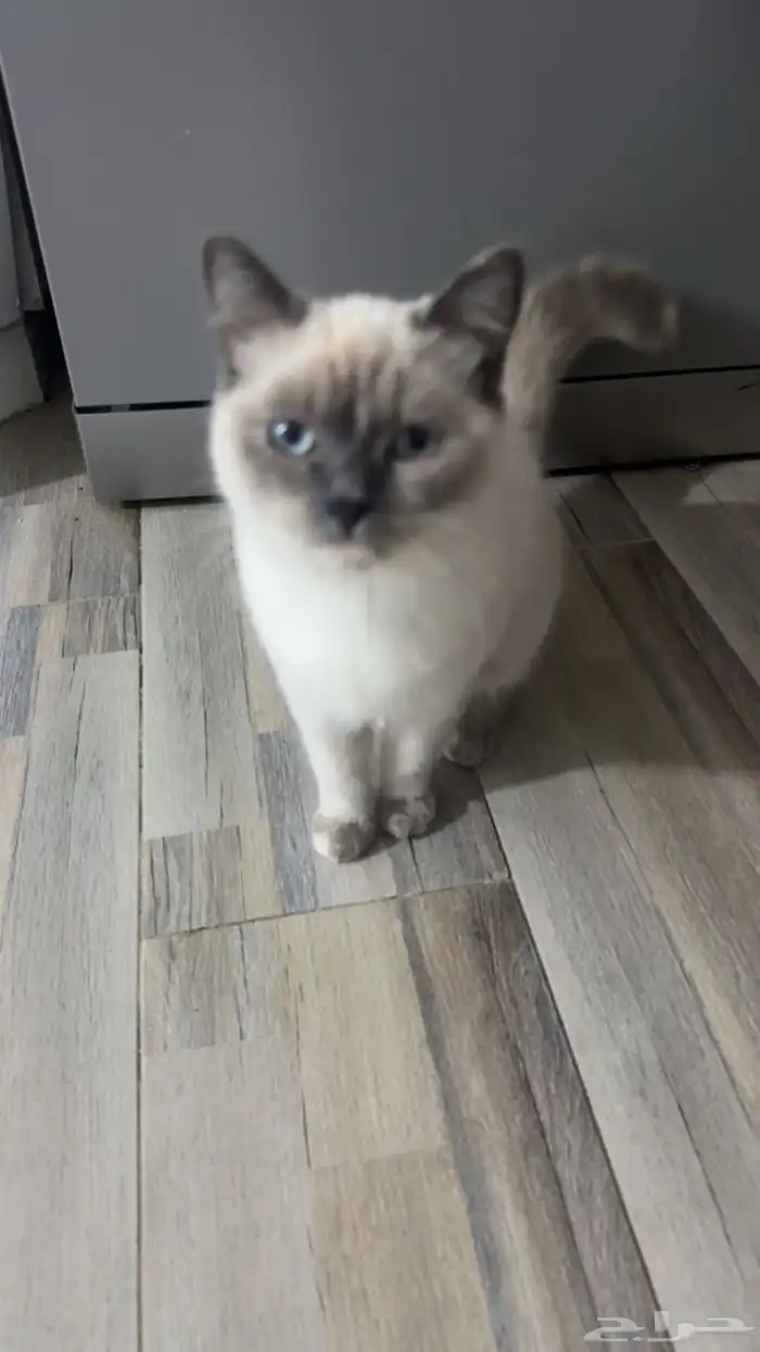 قطة قطوة بسة 2