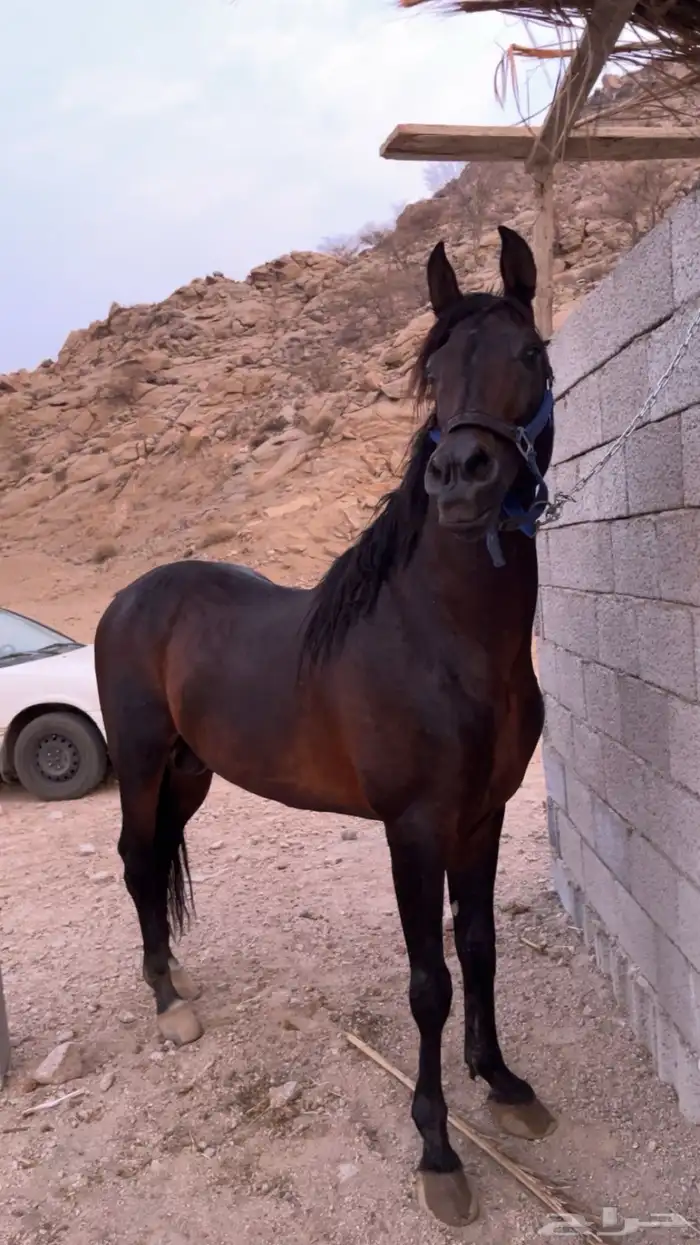 حصان عربي حفيد مروان الشقب 0
