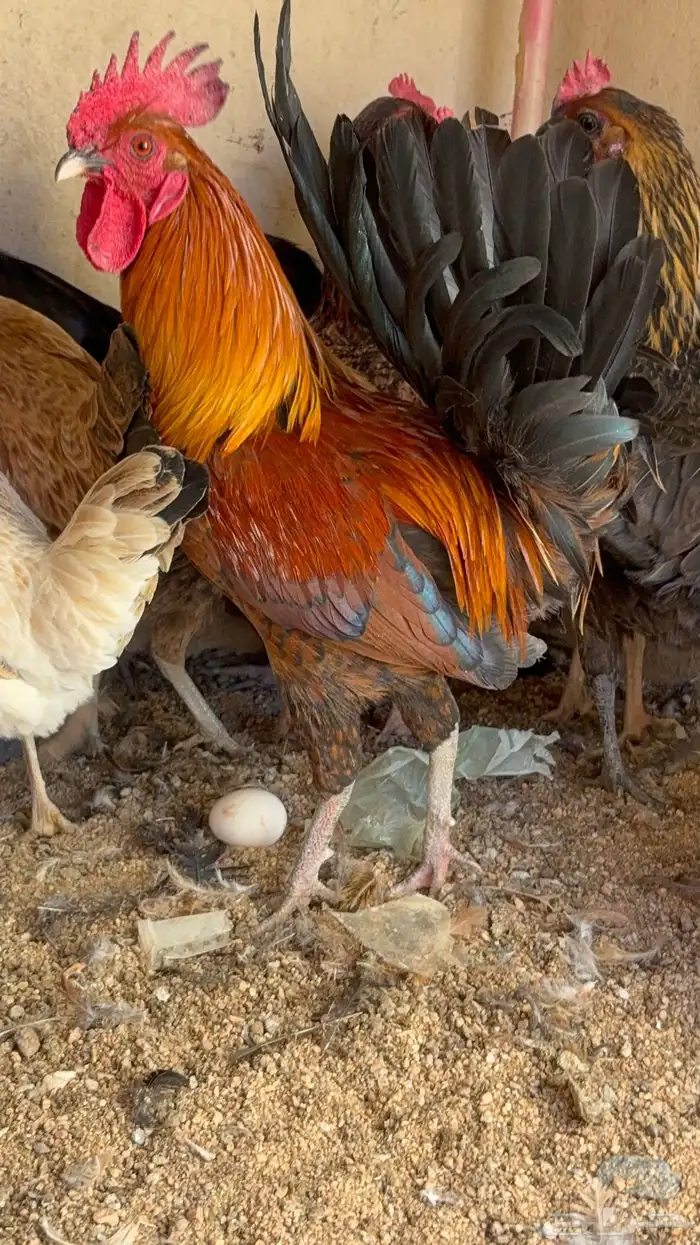 دجاج بياض بلدي اصيل 0