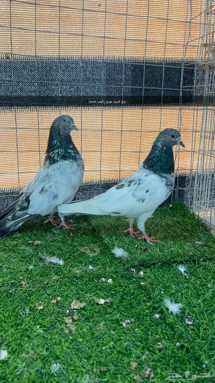 حمام باكستاني مستوى توب 8