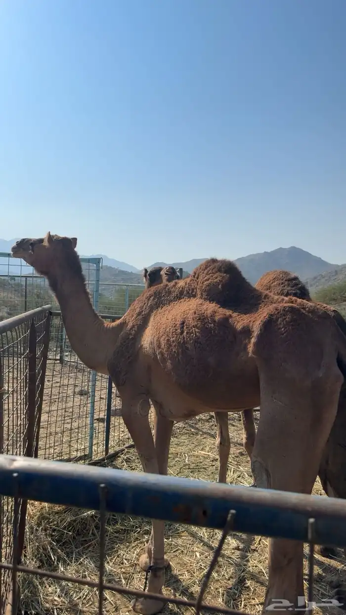 للبيع ناقه مبيوع ولدها 3