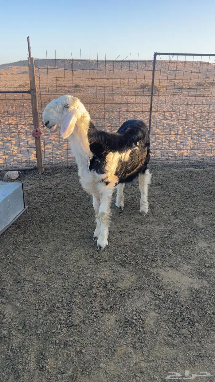 خروف نجدي صنف مشروع فحل 2