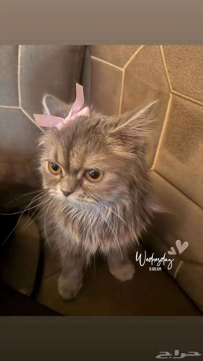 قطة شكوتش شيرازي 3