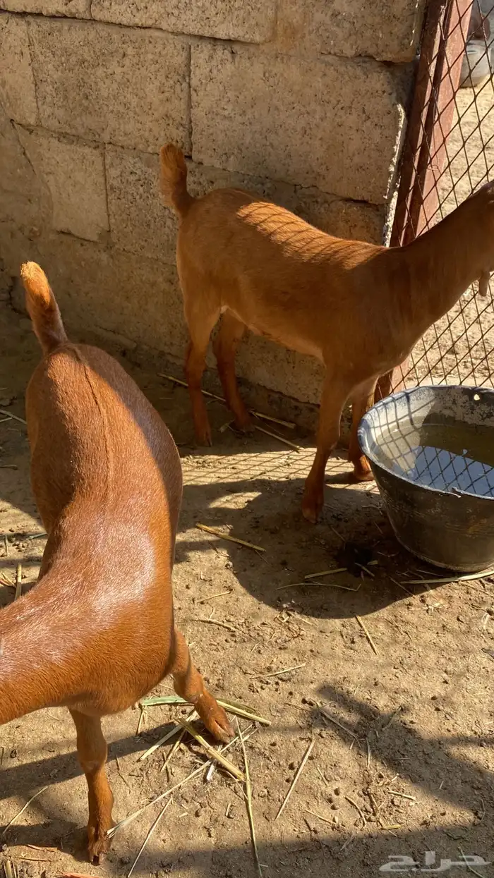 ماعز غنم مراح 6