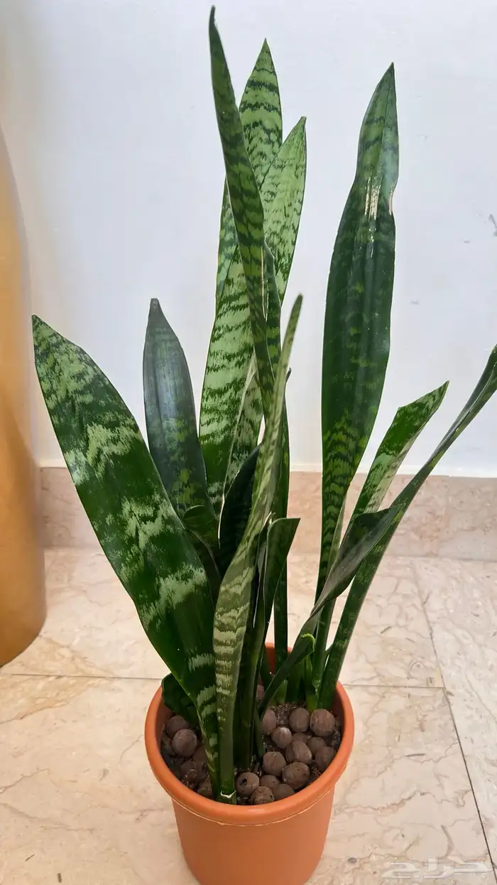 نبتة جلد النمر (سانسيفيريا ) 0