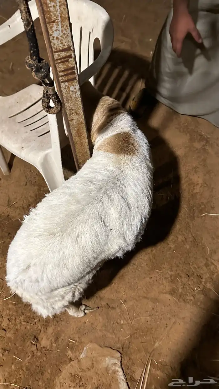 رفيدي للبيع 2