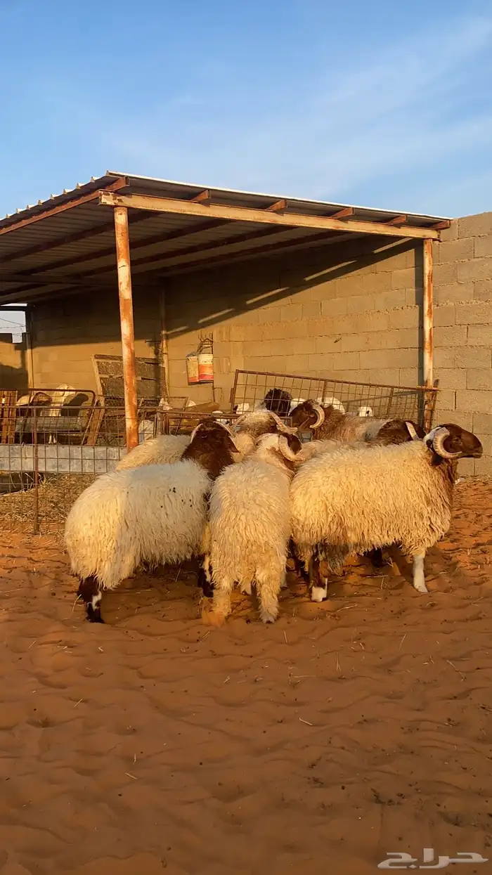 بهم نعيم جبر 7