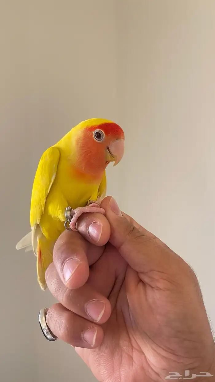 طير زور اليف 1