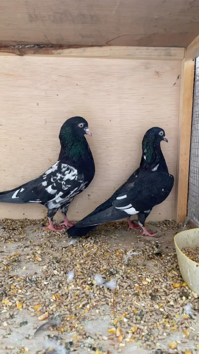 حمام باكستاني رامبوري 0