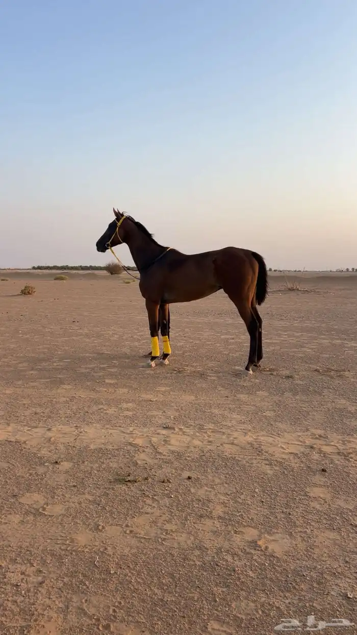 حصان انجلينزي سسباق سسرعه 3