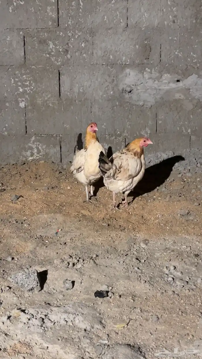 دجاج حضان بلدي كفو 0