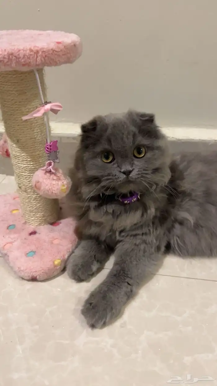 قطه سكوتش صغيره انثى 1