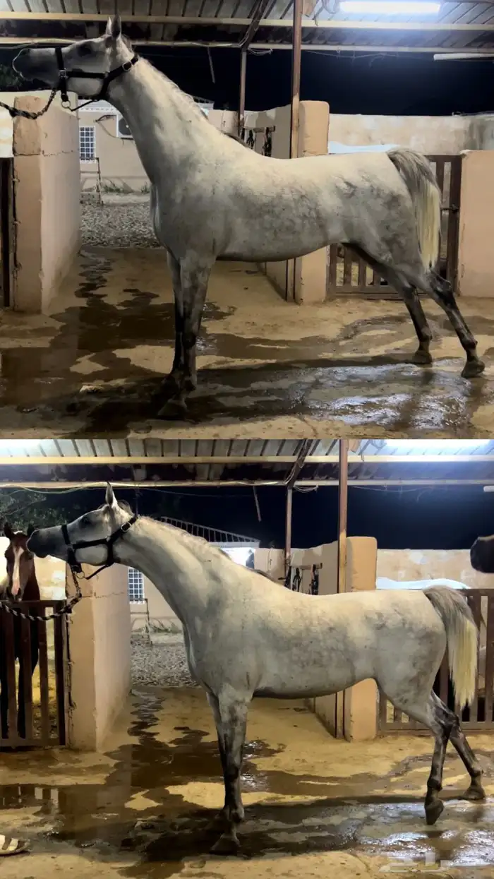 فرس لقاح 8 شهور 1