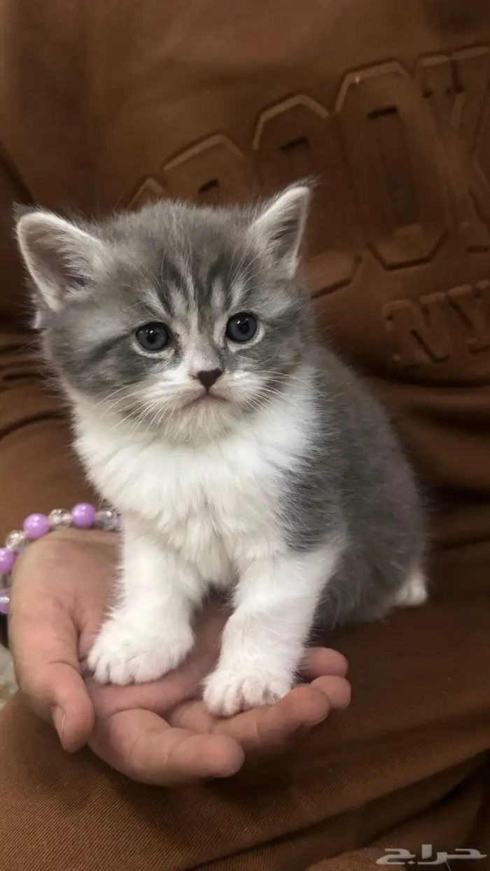 قطط صغيره سكوتش 3