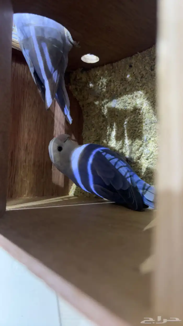 استقبال طيور واهتمام فيهم 3