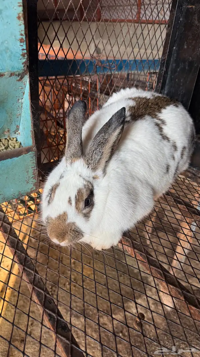 ارانب بابيون العملاق 0