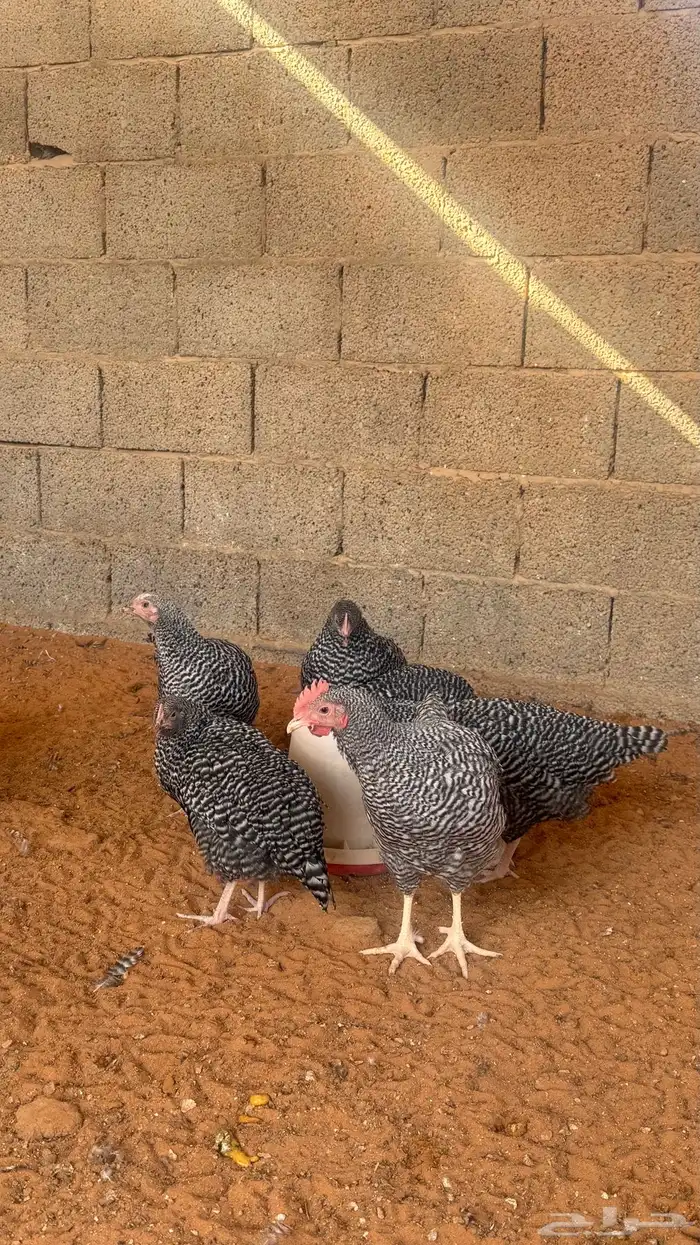 اطقم دجاج امروك 3