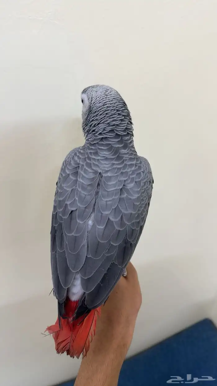 كاسكو اليف 4