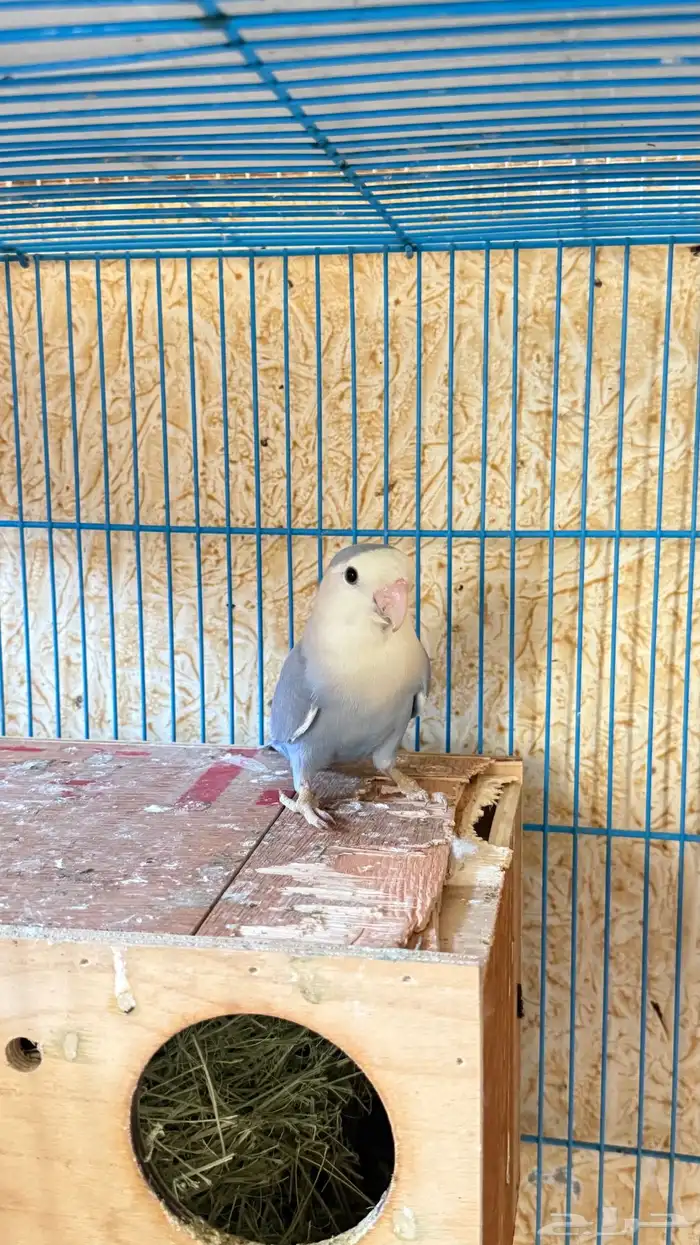 للبيع زوج روز مع انتاجة 3