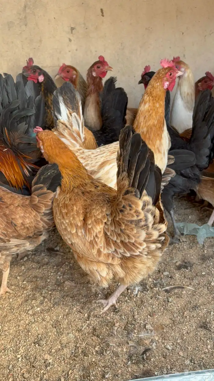 دجاج بياض بلدي اصيل 5