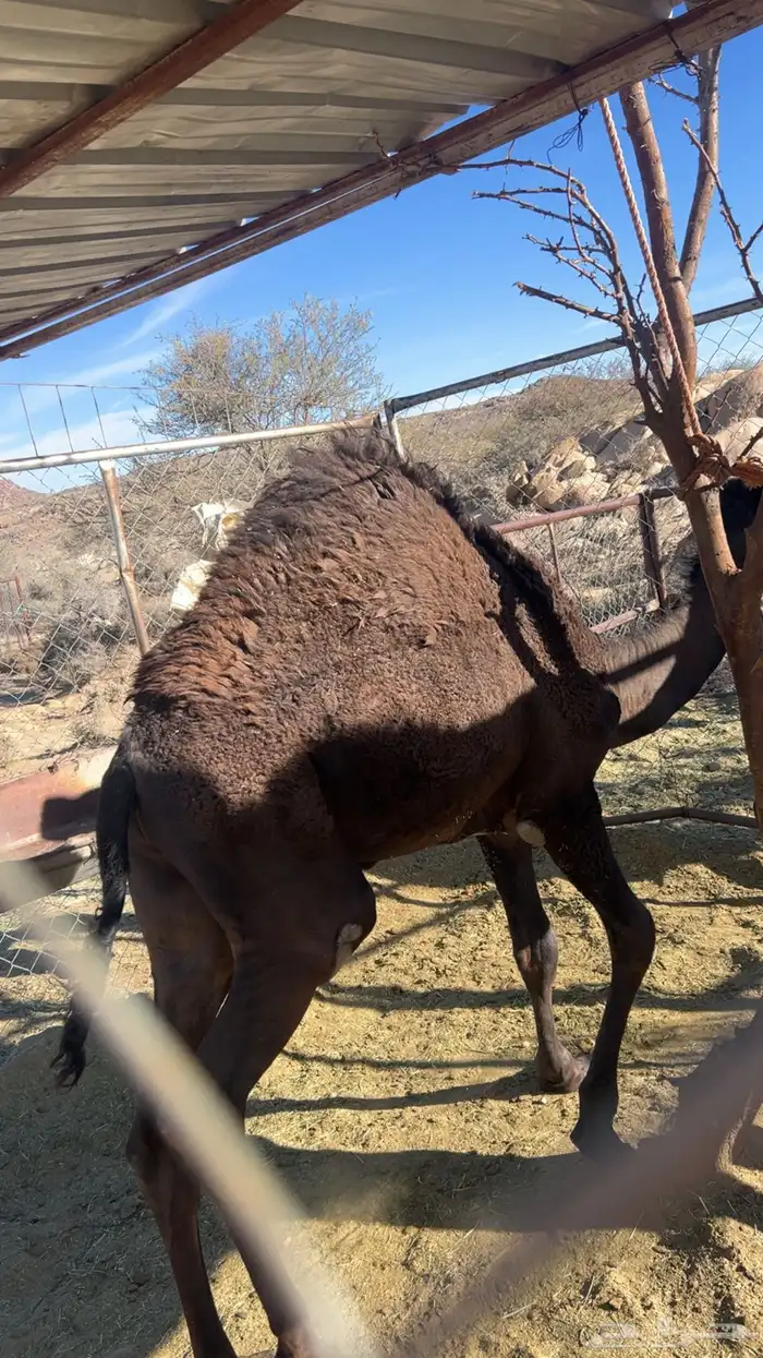 قعود للبيع 1