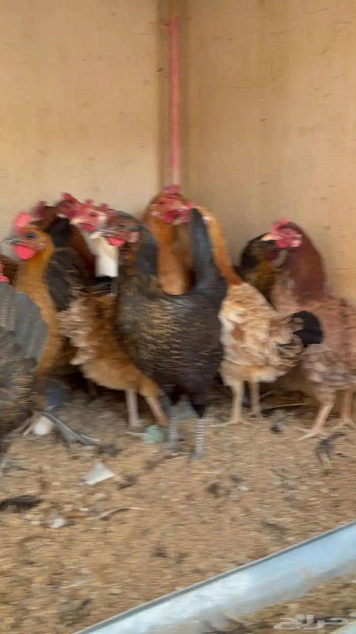 دجاج بياض بلدي اصيل 44