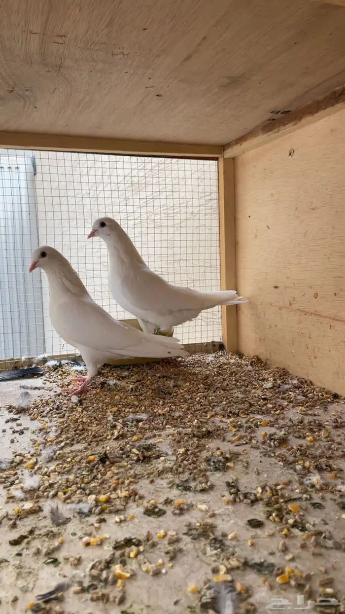 حمام باكستاني ساندرا 1