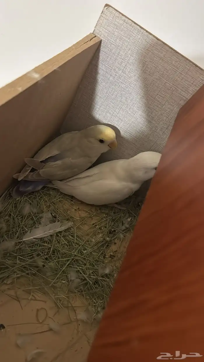 مطلوب ذكر روز منتج شرط 0