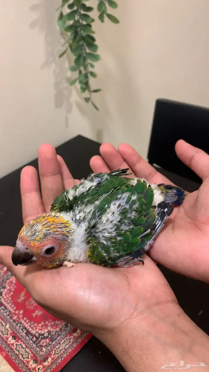 فرخ صن كنيور شمسي سوبر جامبو (فاخر جد ا) 3