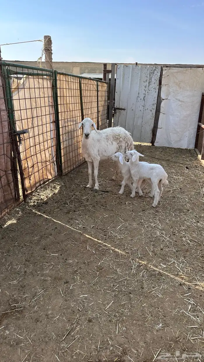 شاه حريه متاومه 6