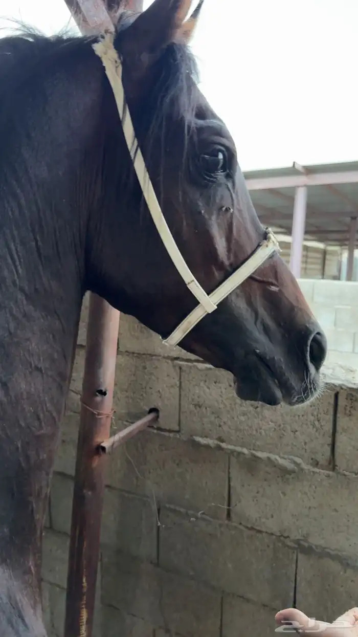 حصان للبيع 11