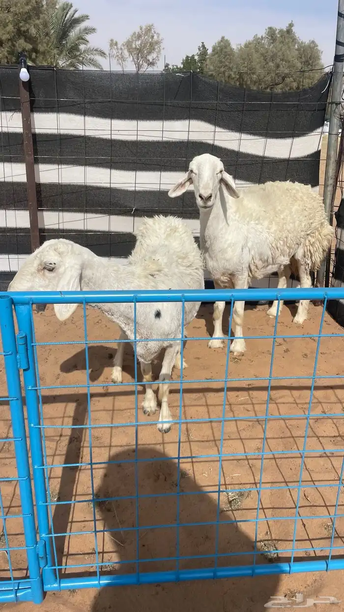 حريات صنف كفوو 1