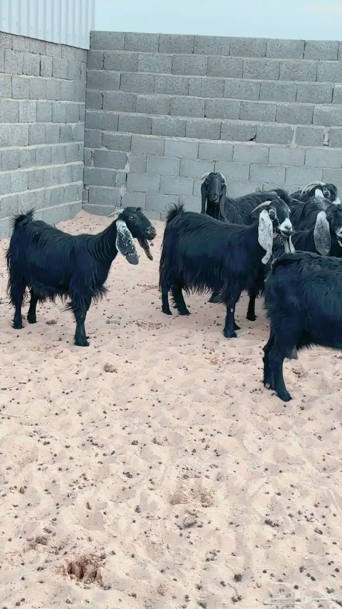 معزا دفيع مقاريب 6