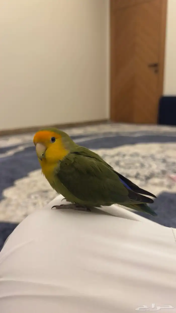 طير روز تم البيع 1