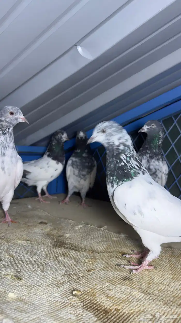 حمام باكستاني تيدي وفرده قولدن 3