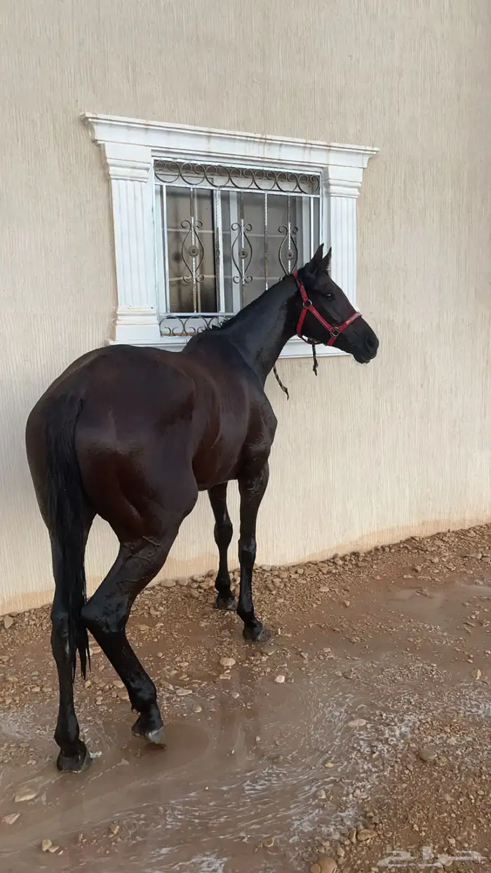 حصان انقليزي 0