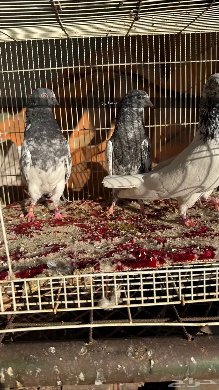 حمام بكستاني شرط مطير ونتاج 0