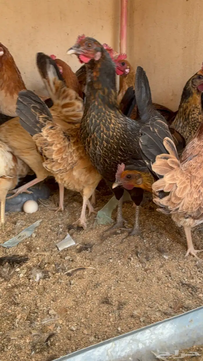 دجاج بياض بلدي اصيل 45