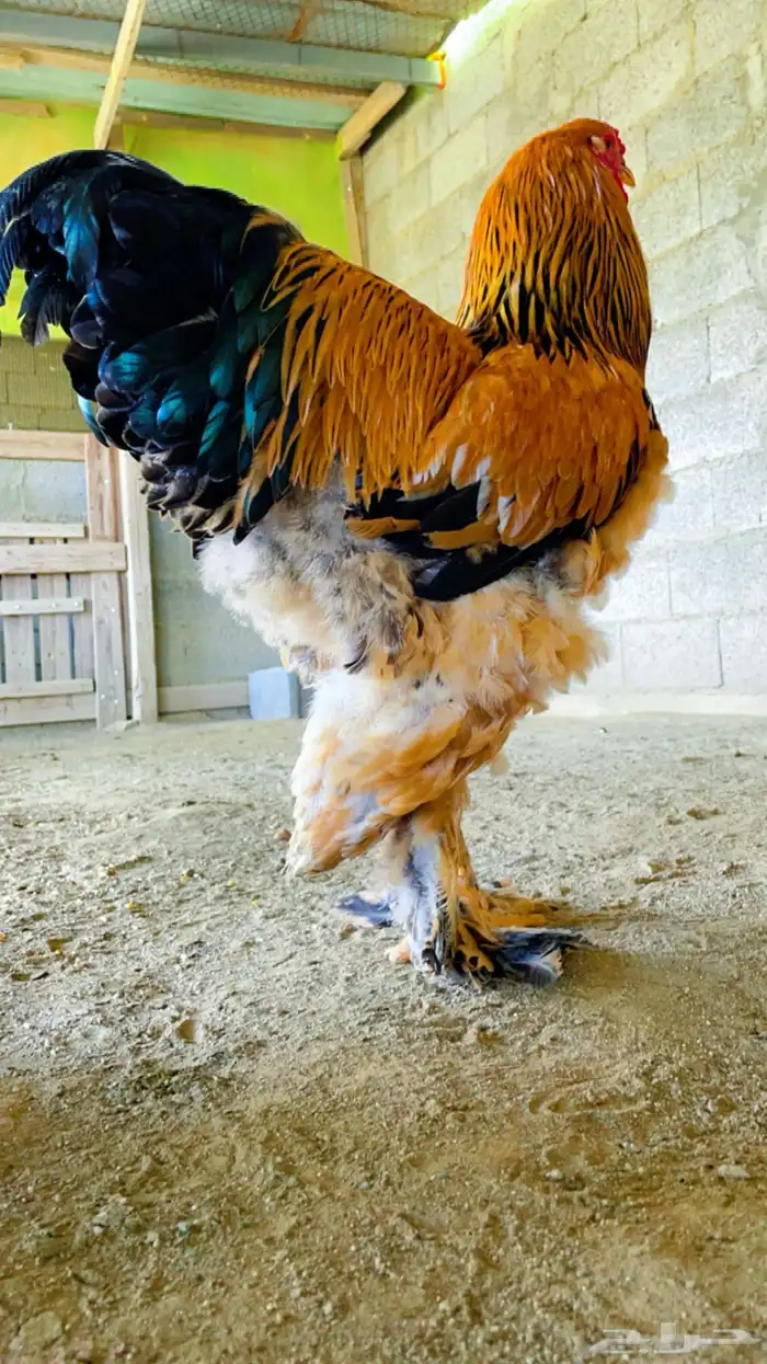 دجاج براهما بوف توب 5