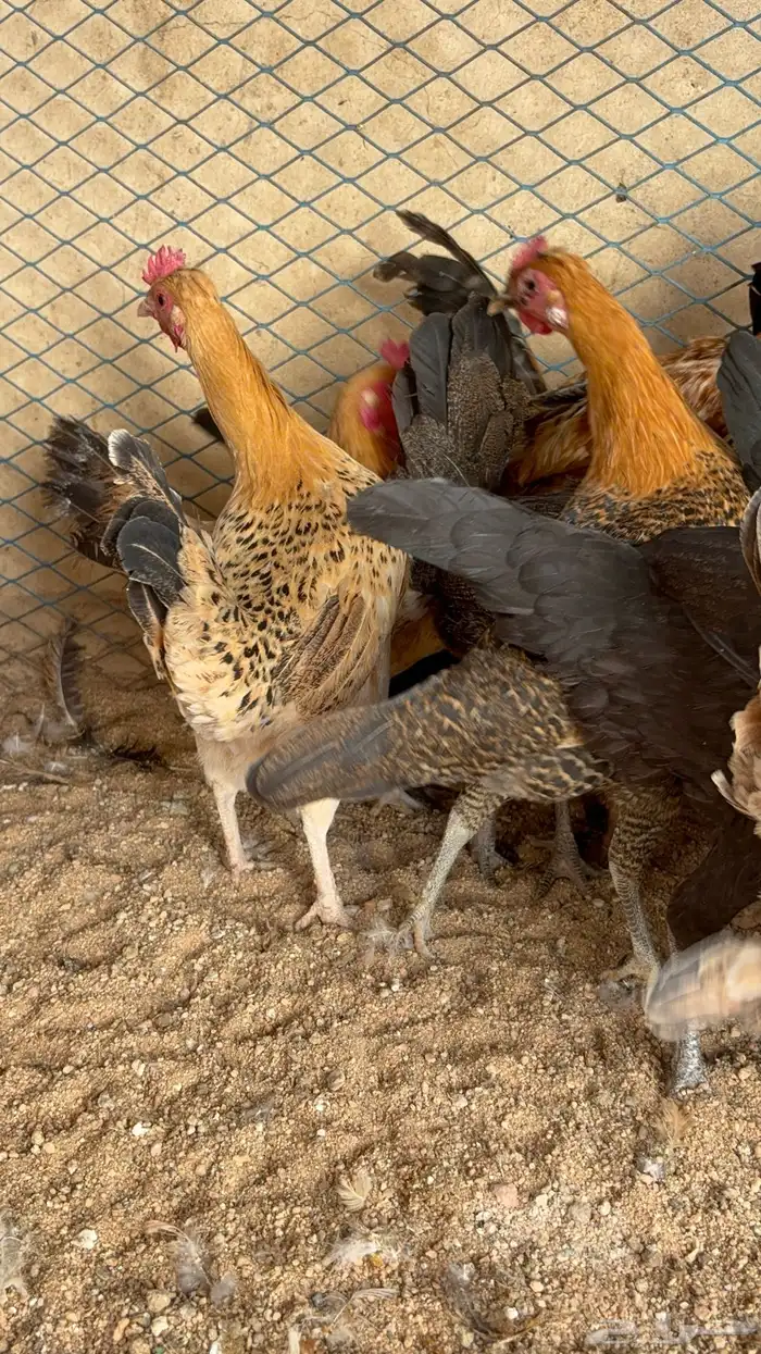 دجاج بياض بلدي اصيل 4