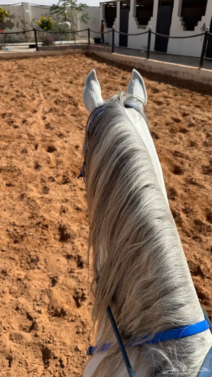 حصان واهو عربي 3